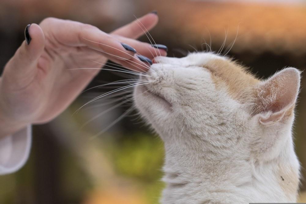 Gato recibiendo cariño de su cuidadora en casa