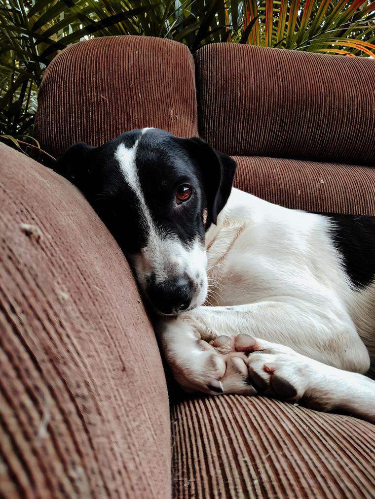 Perro descansando al cuidado de un cuidador Trupets