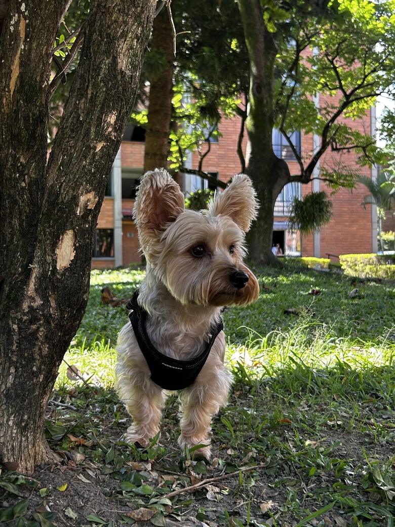 Perro pequeño esperando a su cuidador Trupets