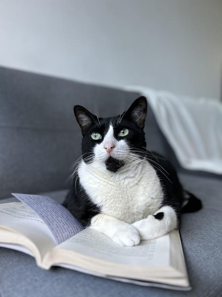 Gato acompañando a su cuidadora en casa