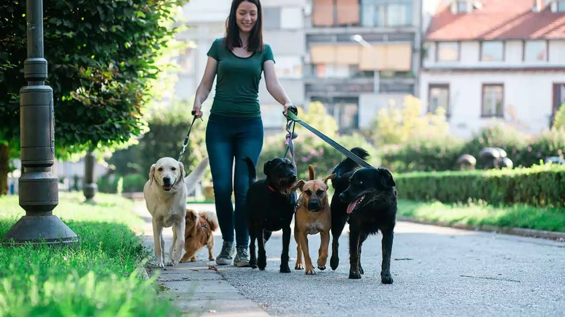 622533651227-como-saber-que-un-paseador-de-perros-es-el-correcto-t