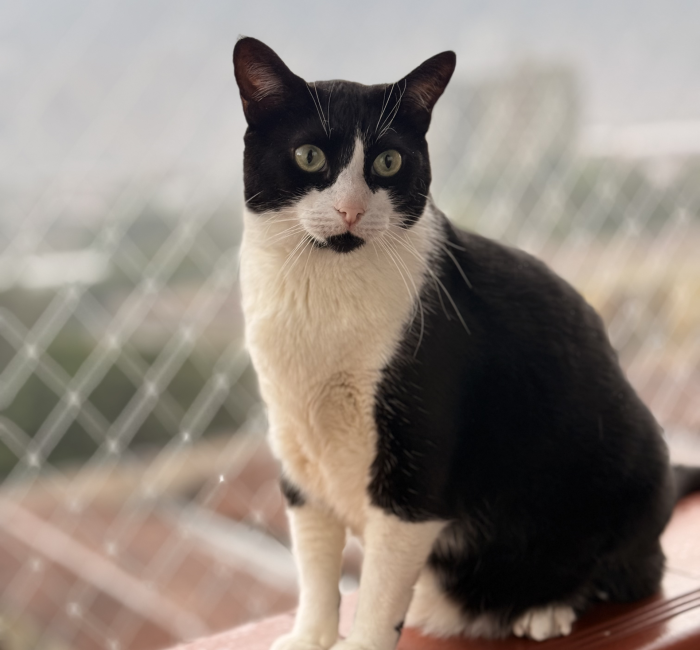 Julio